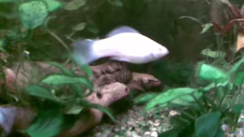 Besatz im Aquarium Becken 11639 von Christina Betz (18)