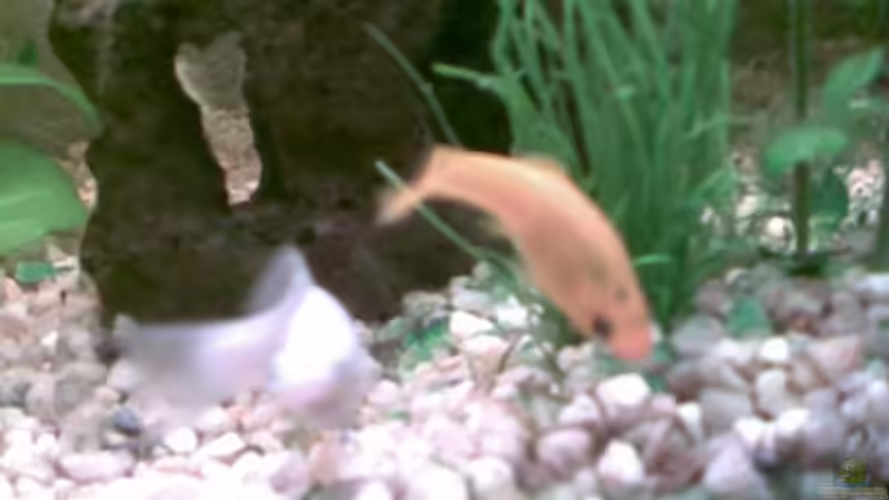 Besatz im Aquarium Becken 11639 von Christina Betz (19)