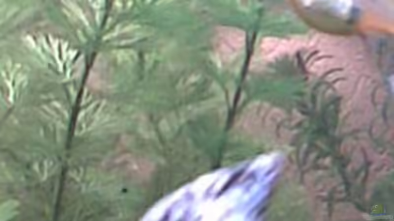 Besatz im Aquarium Becken 11639 von Christina Betz (20)