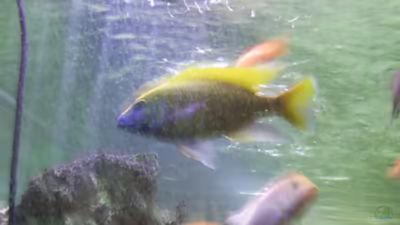 Besatz im Aquarium Becken 1166 von Tobias Mann (11)