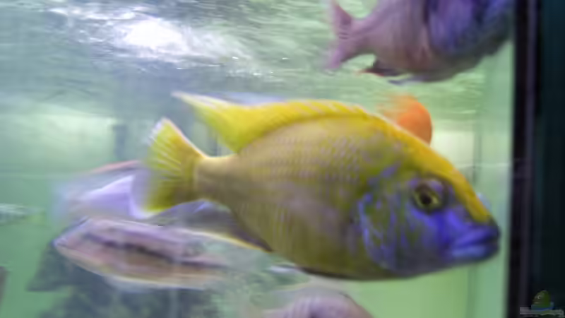 Besatz im Aquarium Becken 1166 von Tobias Mann (12)