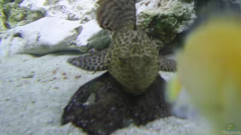 Besatz im Aquarium Becken 1166 von Tobias Mann (13)