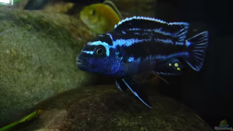 Besatz im Aquarium Becken 1167 von Sven Schaper (2)