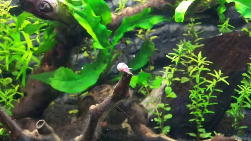 Besatz im Aquarium Becken 11671 von Dani B (22)