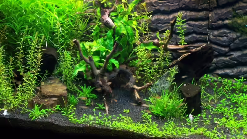 Besatz im Aquarium Becken 11671 von Dani B (23)