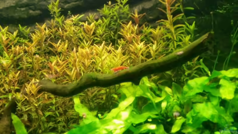 Besatz im Aquarium Becken 11671 von Dani B (25)