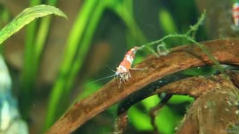 Besatz im Aquarium Becken 11674 von Simone Meinicke (9)