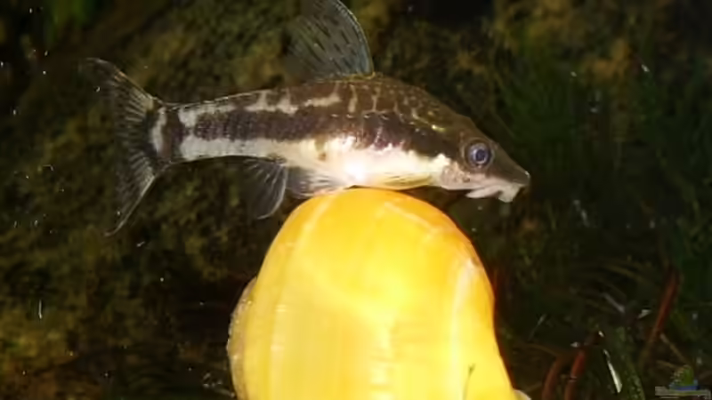 Besatz im Aquarium Becken 11688 von Rudi (3)