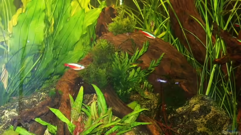 Besatz im Aquarium Becken 11688 von Rudi (6)