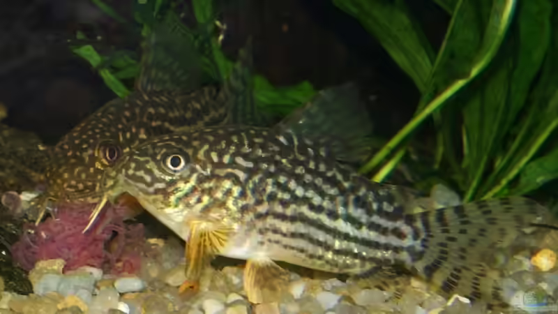 Besatz im Aquarium Becken 11688 von Rudi (7)