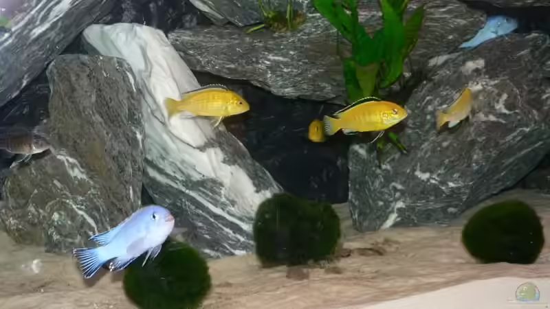 Besatz im Aquarium Becken 11700 von Peter Giesbrecht (18)