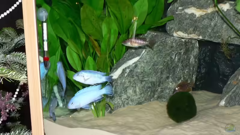 Besatz im Aquarium Becken 11700 von Peter Giesbrecht (19)