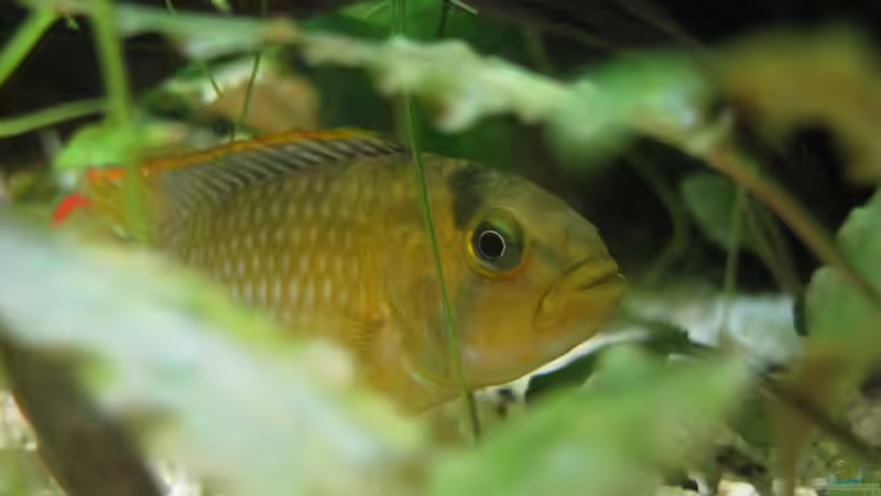Besatz im Aquarium Becken 11721 von Patricia (13)
