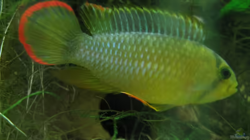 Besatz im Aquarium Becken 11721 von Patricia (15)