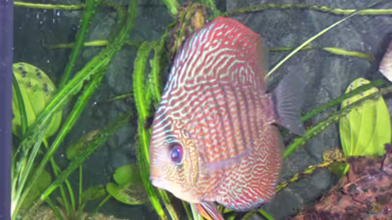 Besatz im Aquarium Becken 11731 von Dominik Schickmair (25)