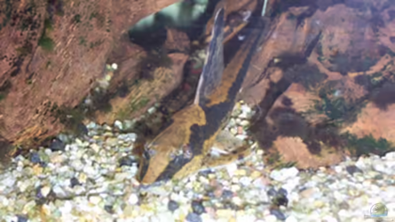 Besatz im Aquarium Becken 11731 von Dominik Schickmair (26)