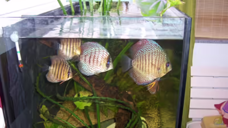 Besatz im Aquarium Becken 11731 von Dominik Schickmair (28)