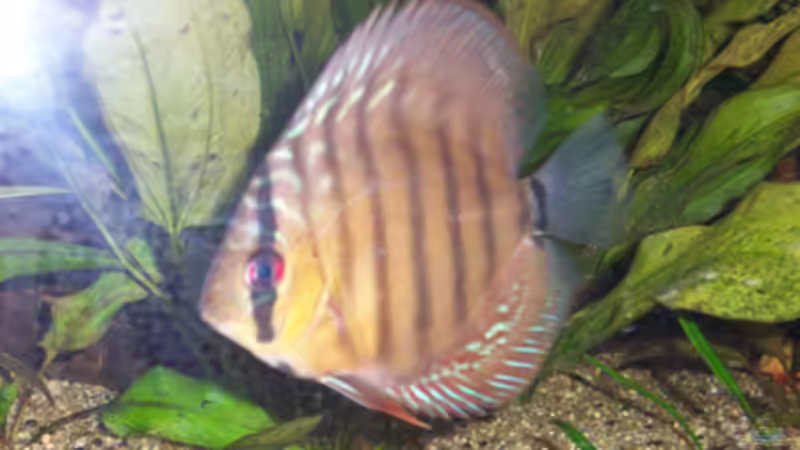 Besatz im Aquarium Becken 11731 von Dominik Schickmair (29)