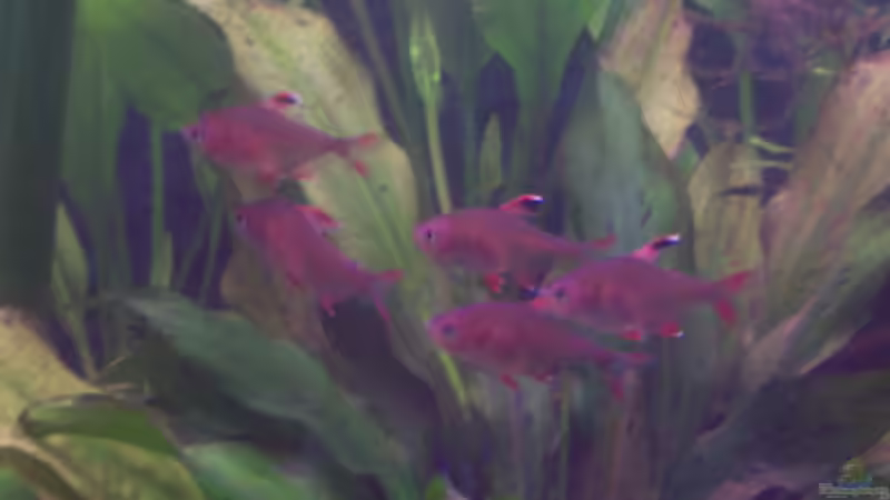 Besatz im Aquarium Becken 11731 von Dominik Schickmair (30)