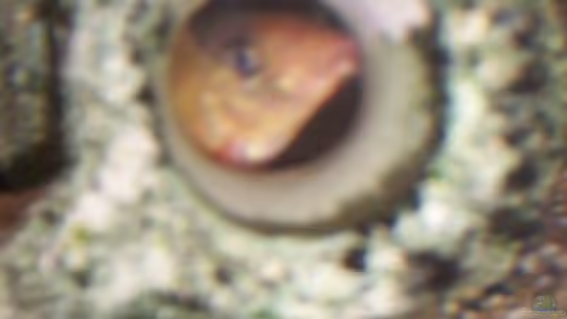 Besatz im Aquarium Becken 11731 von Dominik Schickmair (31)