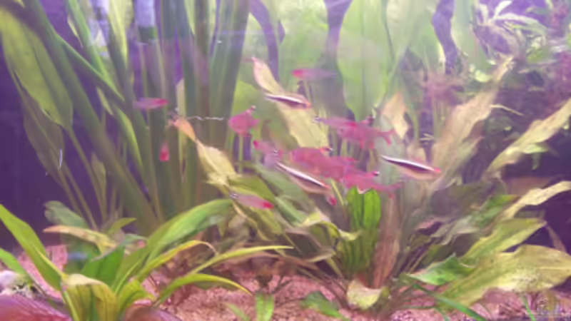 Besatz im Aquarium Becken 11731 von Dominik Schickmair (32)