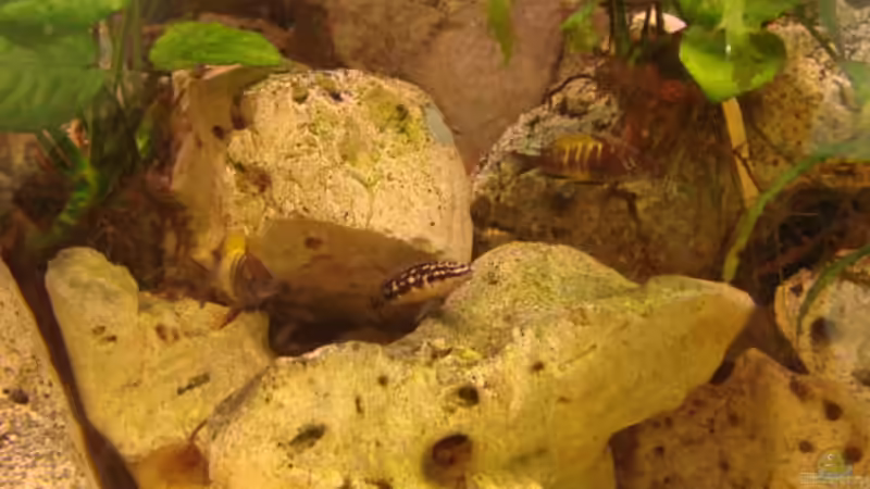 Besatz im Aquarium Becken 11754 von Zorni (14)