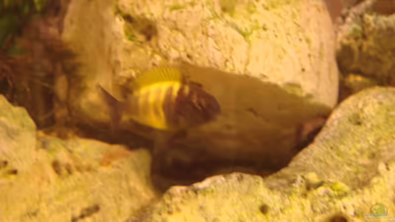 Besatz im Aquarium Becken 11754 von Zorni (16)