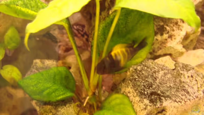 Besatz im Aquarium Becken 11754 von Zorni (20)