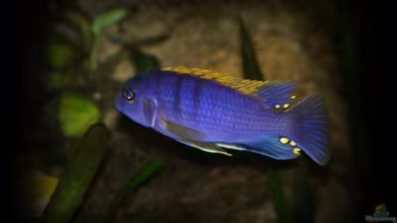 Besatz im Aquarium Becken 11773 von nilsuwesohn (17)