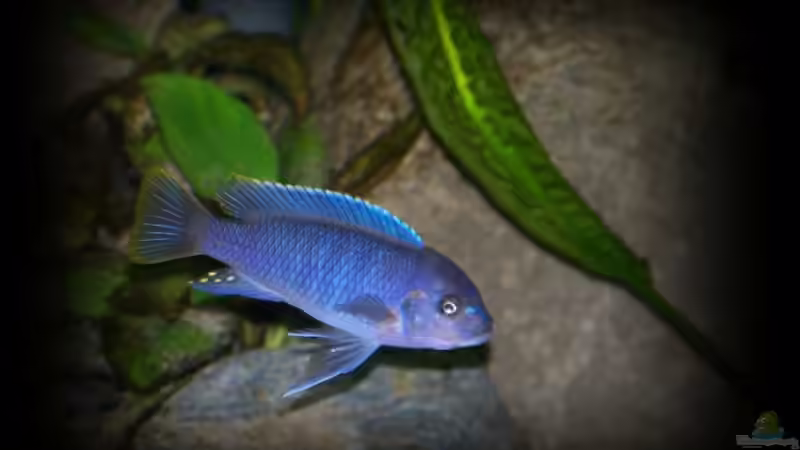 Besatz im Aquarium Becken 11773 von nilsuwesohn (18)