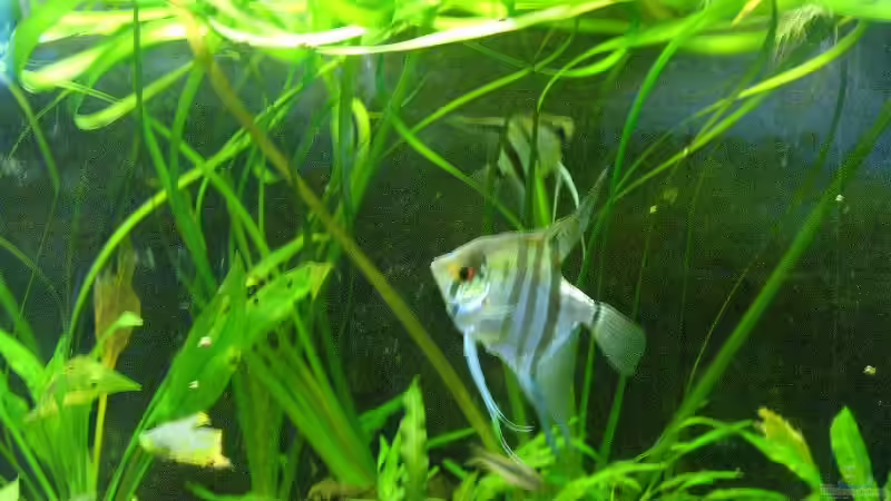 Besatz im Aquarium Becken 1179 von Jonas (3)