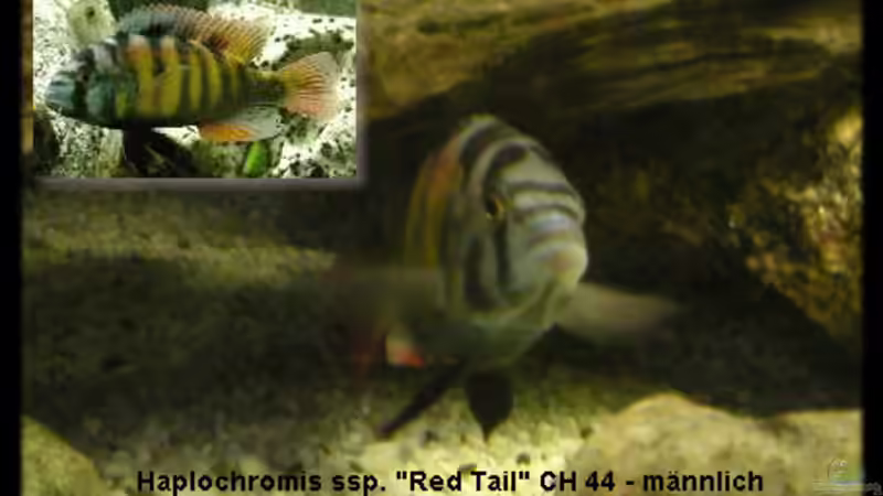 Besatz im Aquarium Becken 118 von Dirk Wolters (3)