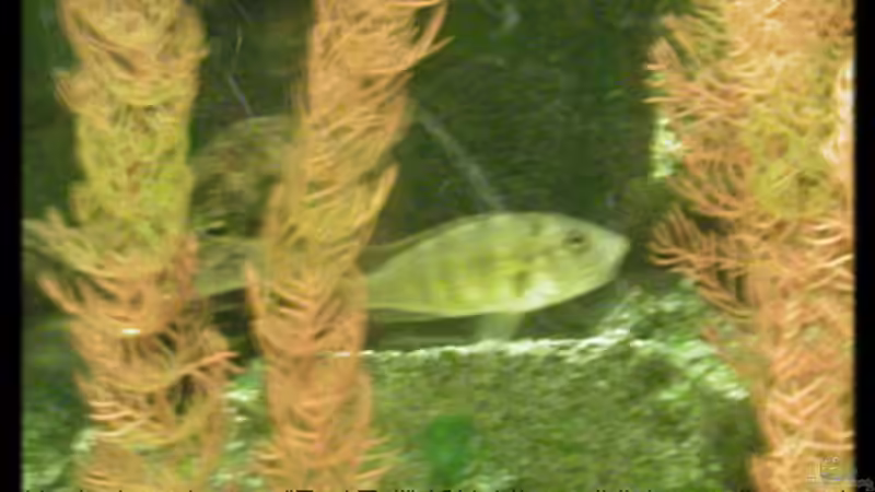 Besatz im Aquarium Becken 118 von Dirk Wolters (4)