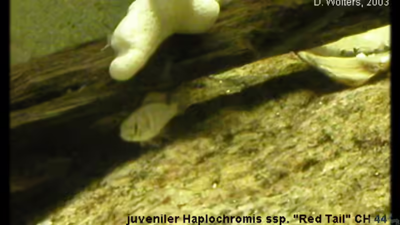 Besatz im Aquarium Becken 118 von Dirk Wolters (5)