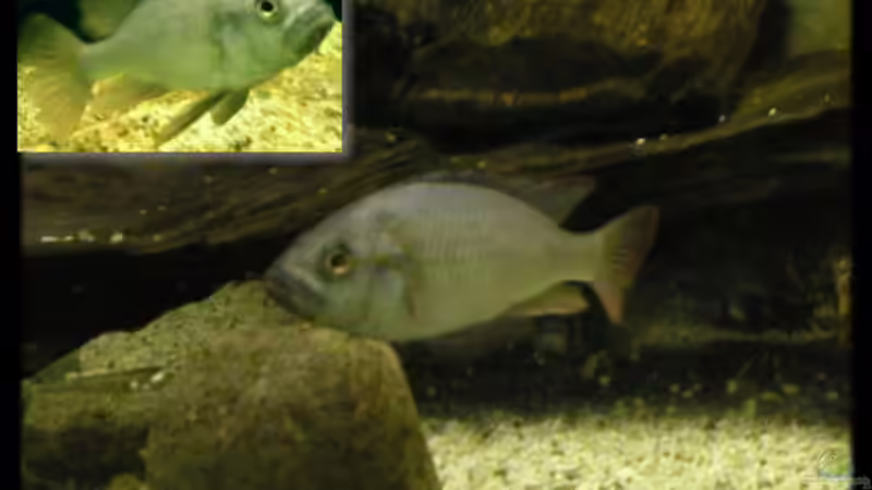 Besatz im Aquarium Becken 118 von Dirk Wolters (7)