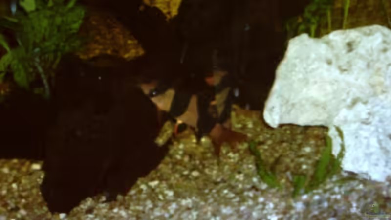 Besatz im Aquarium Becken 11822 von Enrico Bochmann (12)