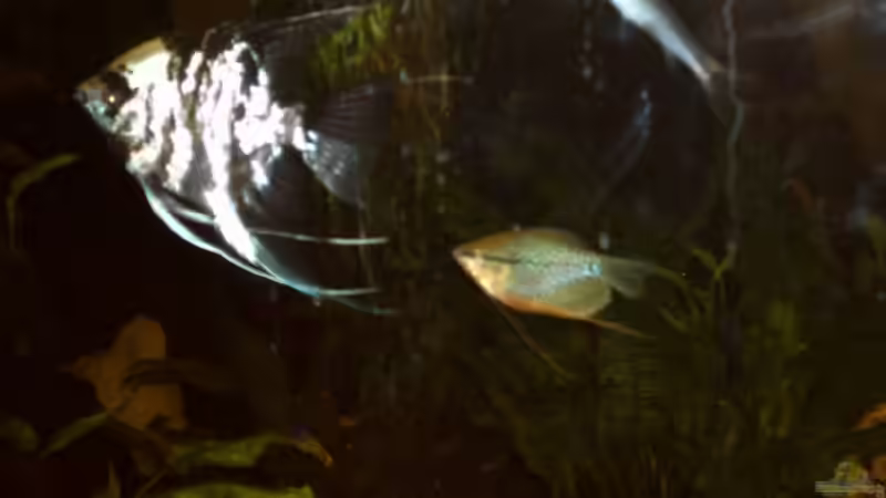 Besatz im Aquarium Becken 11822 von Enrico Bochmann (13)