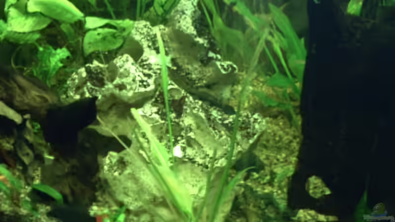 Besatz im Aquarium Becken 11822 von Enrico Bochmann (16)