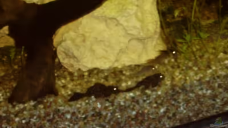 Besatz im Aquarium Becken 11822 von Enrico Bochmann (17)