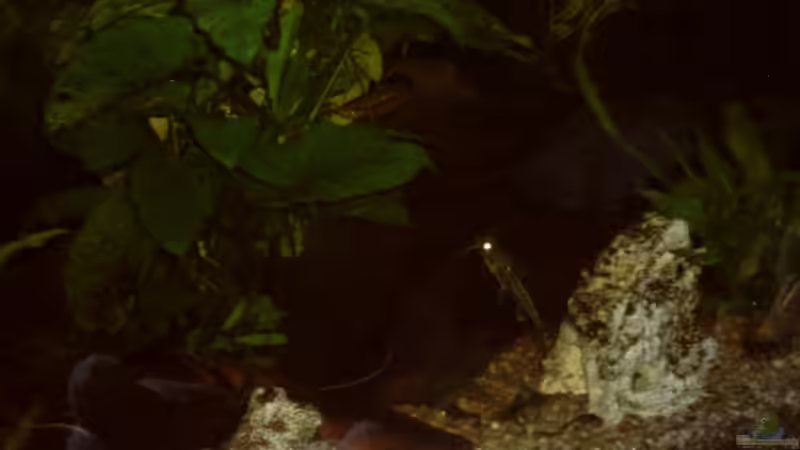 Besatz im Aquarium Becken 11822 von Enrico Bochmann (18)