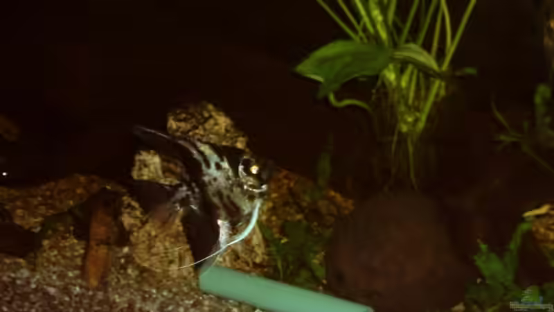 Besatz im Aquarium Becken 11822 von Enrico Bochmann (19)