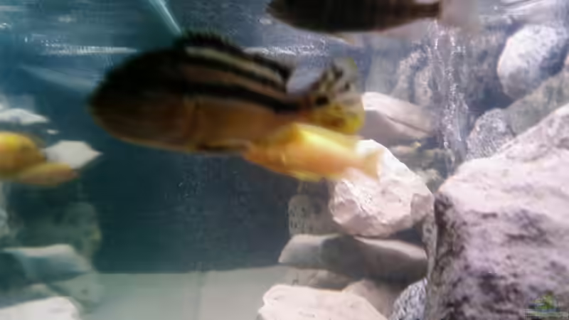 Besatz im Aquarium Becken 11825 von Angelo Miele (10)