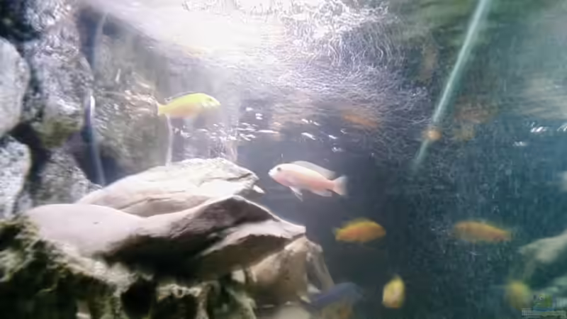 Besatz im Aquarium Becken 11825 von Angelo Miele (13)