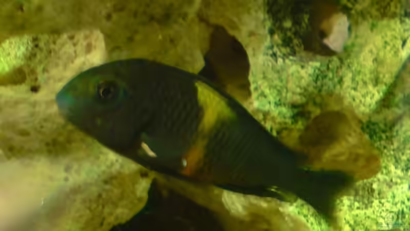 Besatz im Aquarium Becken 11834 von Jonathan Helbig (17)