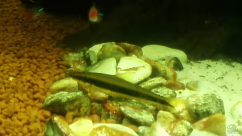 Besatz im Aquarium Becken 11841 von Bernd St. (10)