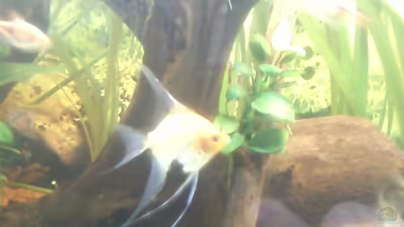 Besatz im Aquarium Becken 11841 von Bernd St. (9)