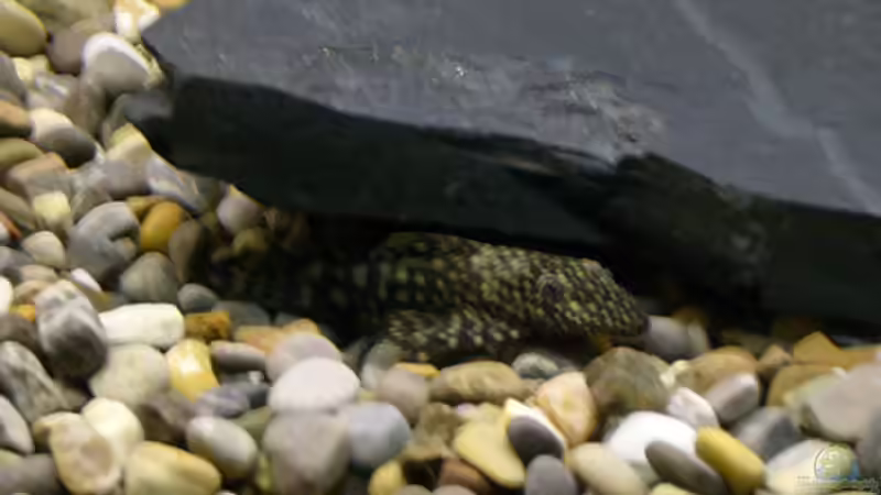 Besatz im Aquarium Becken 1185 von Swen Rengers (2)