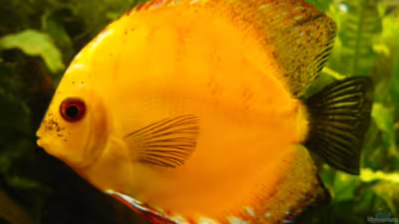 Besatz im Aquarium Becken 11860 von supervisor03 (2)