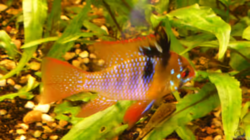 Besatz im Aquarium Becken 11860 von supervisor03 (3)