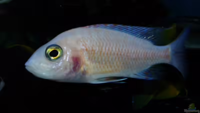 Besatz im Aquarium Becken 11876 von Andreas Gorr (10)